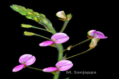 Desmodium tortuosum